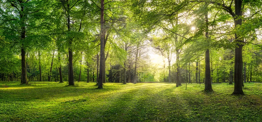 Entretien forestier à Loperhet